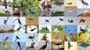 Evening birds